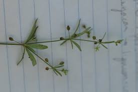 Attēlu rezultāti vaicājumam “Cribraria rubiginosa stalked”