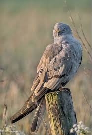 Attēlu rezultāti vaicājumam “Circus pygargus”