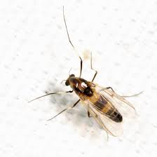 Attēlu rezultāti vaicājumam “Cricotopus”