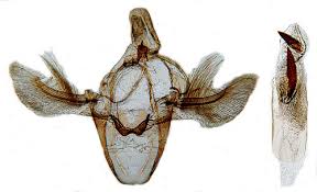 Attēlu rezultāti vaicājumam “Sciota adelphella”