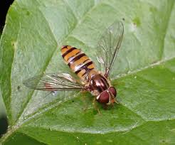 Attēlu rezultāti vaicājumam “Episyrphus balteatus”