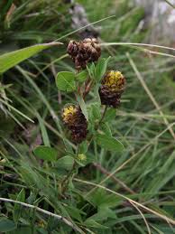 Attēlu rezultāti vaicājumam “Trifolium spadiceum flower”