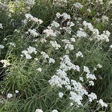 Attēlu rezultāti vaicājumam “Anaphalis margaritacea leaf”