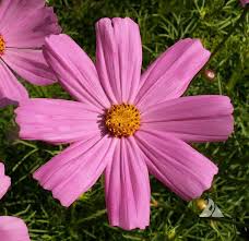 Image result for Cosmos bipinnatus
