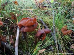 Attēlu rezultāti vaicājumam “Fuligo gyrosa macro”