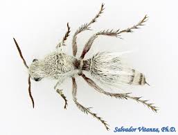 Attēlu rezultāti vaicājumam “Hoplia parvula imago”