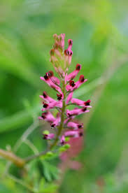 Image result for Fumaria officinalis
