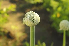 Attēlu rezultāti vaicājumam “Allium sativum bud”