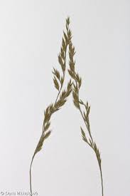 Attēlu rezultāti vaicājumam “Festuca psammophila”