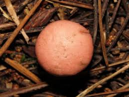 Attēlu rezultāti vaicājumam “Gomphidius roseus”