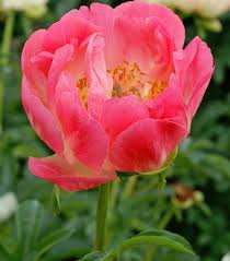 Attēlu rezultāti vaicājumam “Paeonia lactiflora”