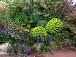 Attēlu rezultāti vaicājumam “Ajuga genevensis”