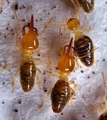 Attēlu rezultāti vaicājumam “Phoridae”