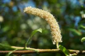 Attēlu rezultāti vaicājumam “Salix cinerea female flower”