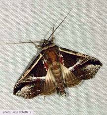 Attēlu rezultāti vaicājumam “Nolidae”