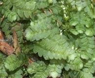 Attēlu rezultāti vaicājumam “Calypogeia fissa”