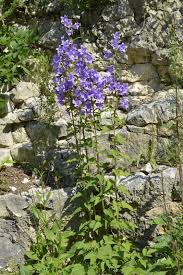 Attēlu rezultāti vaicājumam “Campanula trachelium”