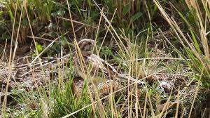 Image result for Emberiza leucocephalos