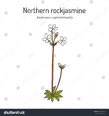 Attēlu rezultāti vaicājumam “Androsace septentrionalis”