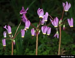 Attēlu rezultāti vaicājumam “Diderma roanense stalked”