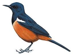 Attēlu rezultāti vaicājumam “Muscicapidae”