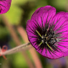 Image result for Geranium `Sandrine`