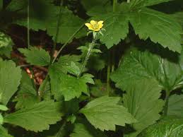 Attēlu rezultāti vaicājumam “Geum urbanum leaf”