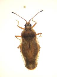 Attēlu rezultāti vaicājumam “Physatocheila smreczynskii”