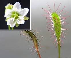 Attēlu rezultāti vaicājumam “Drosera anglica”