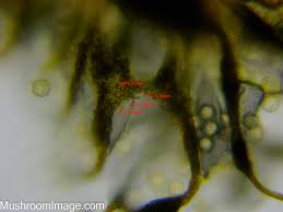 Attēlu rezultāti vaicājumam “Cribraria cancellata var. fusca spores”