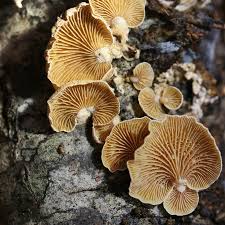 Attēlu rezultāti vaicājumam “Panellus stipticus”