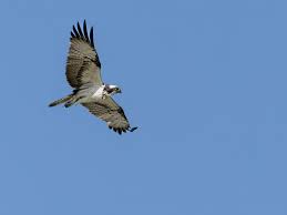 Attēlu rezultāti vaicājumam “Pandion haliaetus adult”