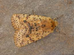 Attēlu rezultāti vaicājumam “Conistra rubiginea”