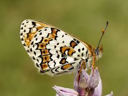 Attēlu rezultāti vaicājumam “Melitaea cinxia upperside”