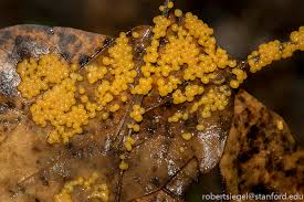 Attēlu rezultāti vaicājumam “Physaraceae”