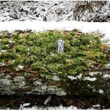 Attēlu rezultāti vaicājumam “Lobaria amplissima”