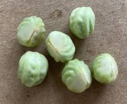 Attēlu rezultāti vaicājumam “Tropaeolum majus fruit”