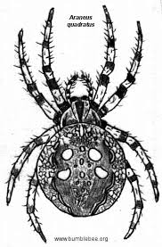 Attēlu rezultāti vaicājumam “Araneus quadratus male”