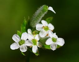 Attēlu rezultāti vaicājumam “Chaerophyllum aromaticum flower”