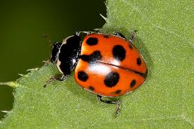 Attēlu rezultāti vaicājumam “Hippodamia notata”