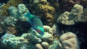 Image result for Chlorurus sordidus