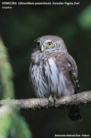 Attēlu rezultāti vaicājumam “Glaucidium passerinum”