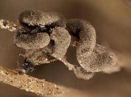 Attēlu rezultāti vaicājumam “Gulielmina vermicularis”