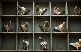 Image result for Meridian Racing Pigeon Lofts