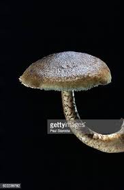 Attēlu rezultāti vaicājumam “Polyporus ciliatus”