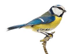 Image result for Cyanistes caeruleus
