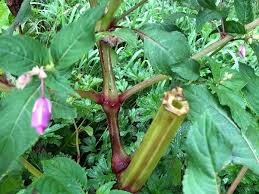 Attēlu rezultāti vaicājumam “Impatiens glandulifera fruit”