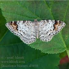 Attēlu rezultāti vaicājumam “Venusia blomeri”