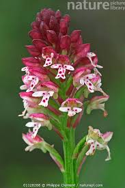 Attēlu rezultāti vaicājumam “Orchis ustulata flower”