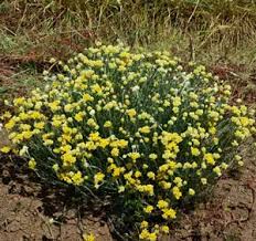 Image result for Helichrysum lindleyii